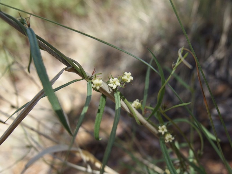 Wiggins' Swallow-Wort