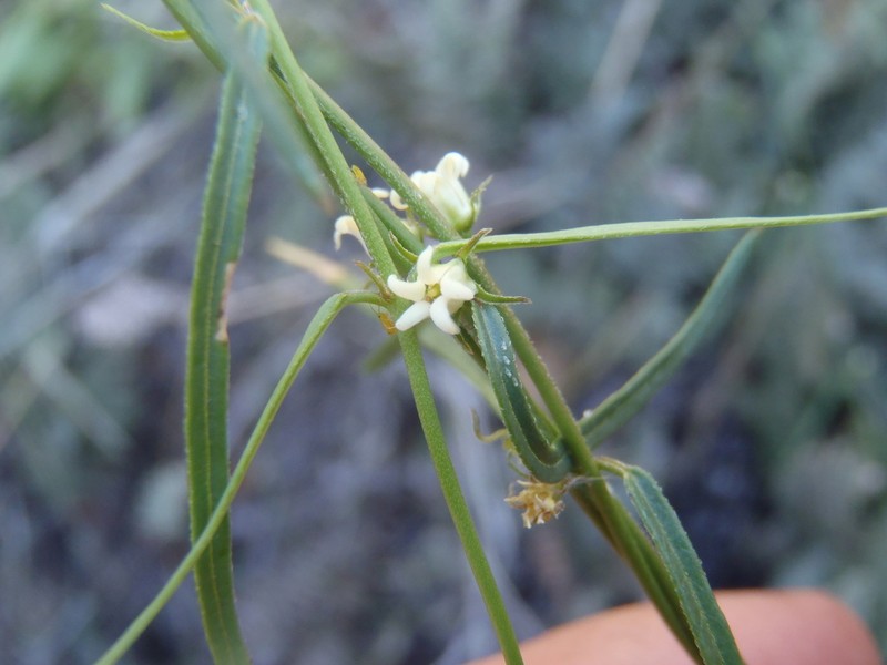 Wiggins' Swallow-Wort photo 2