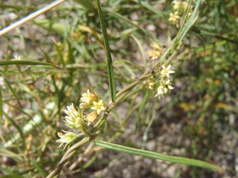 Wiggins' Swallow-Wort photo 3