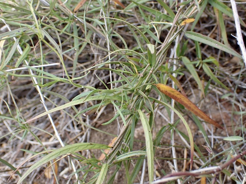 Wiggins' Swallow-Wort photo 4