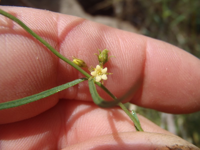 Wiggins' Swallow-Wort photo 5