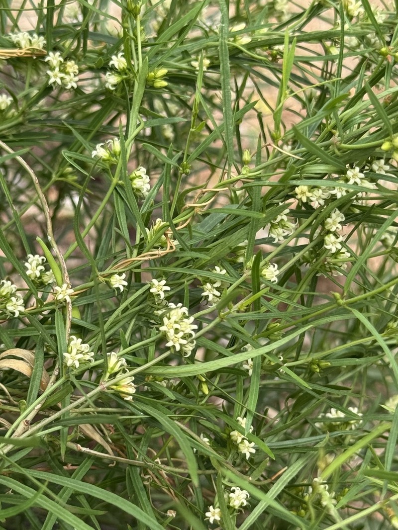 Wiggins' Swallow-Wort photo 6