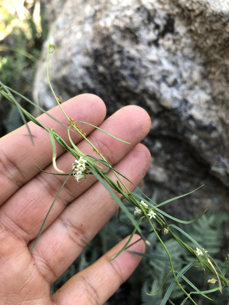 Wiggins' Swallow-Wort photo 7