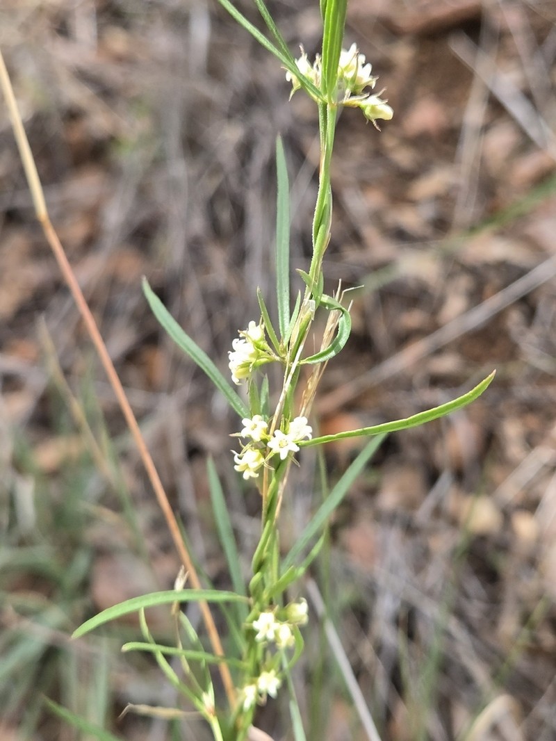 Wiggins' Swallow-Wort photo 8