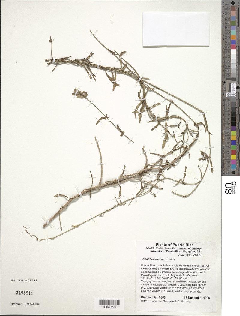 Mona Island Swallow-Wort
