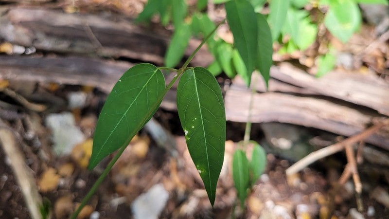 Smallflower Swallow-Wort photo 2