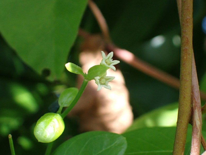 Smallflower Swallow-Wort photo 3
