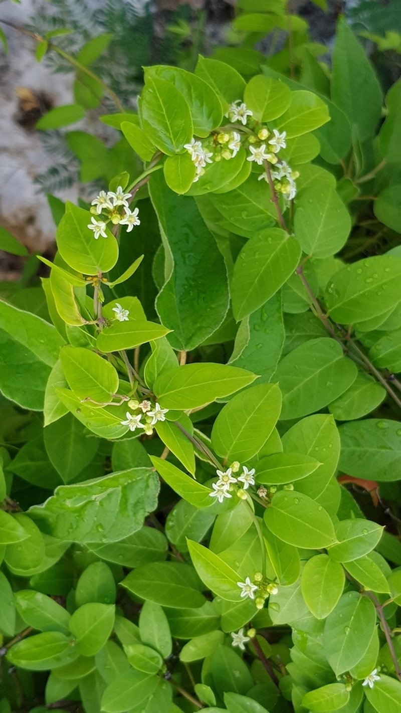 Smallflower Swallow-Wort photo 4