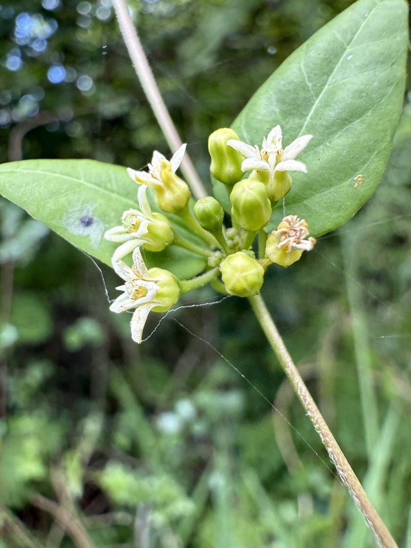 Smallflower Swallow-Wort photo 5