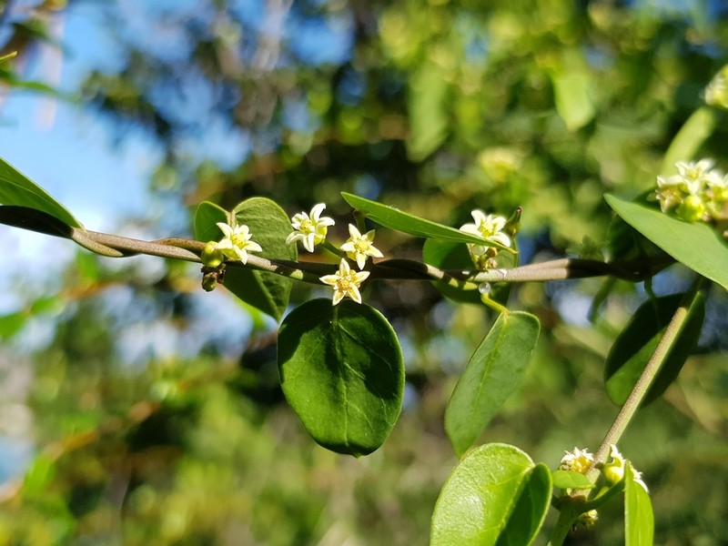 Smallflower Swallow-Wort photo 7