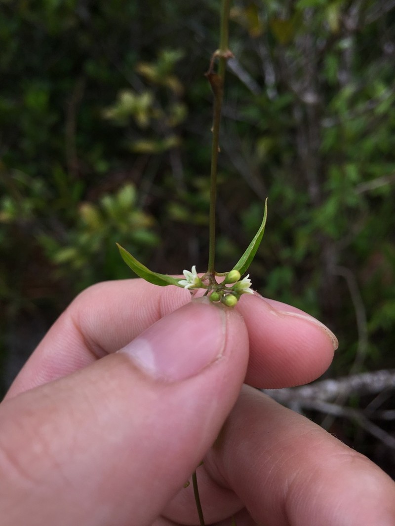 Smallflower Swallow-Wort photo 8
