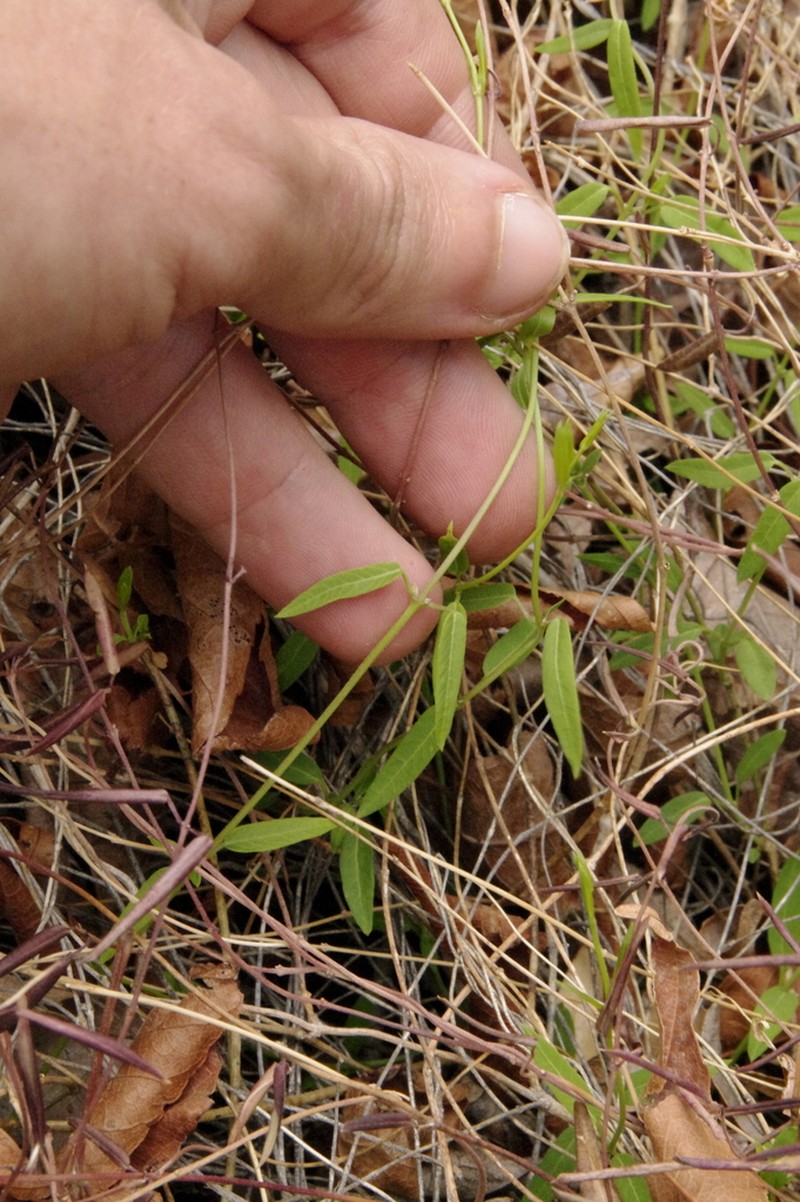 Pringle's Swallow-Wort