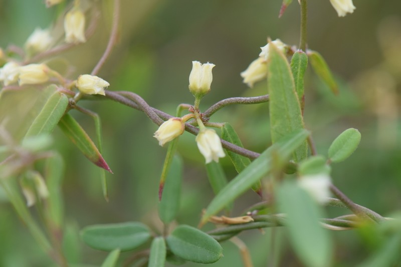 Pringle's Swallow-Wort photo 2