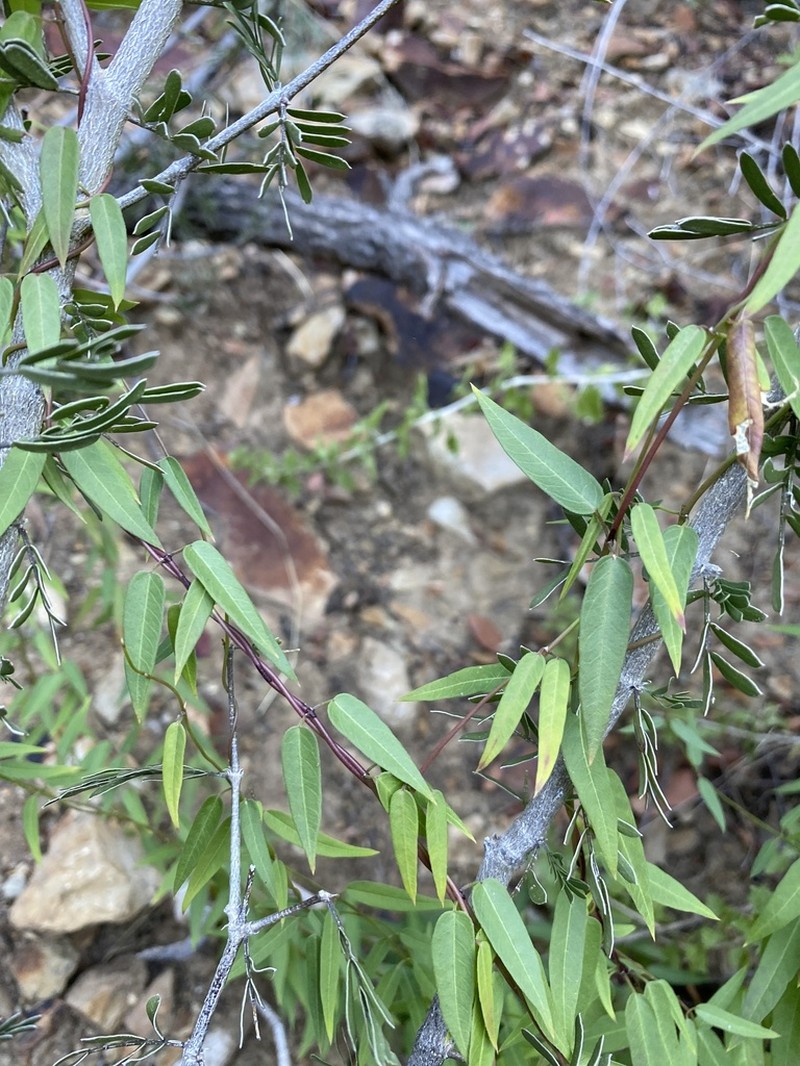 Pringle's Swallow-Wort photo 3