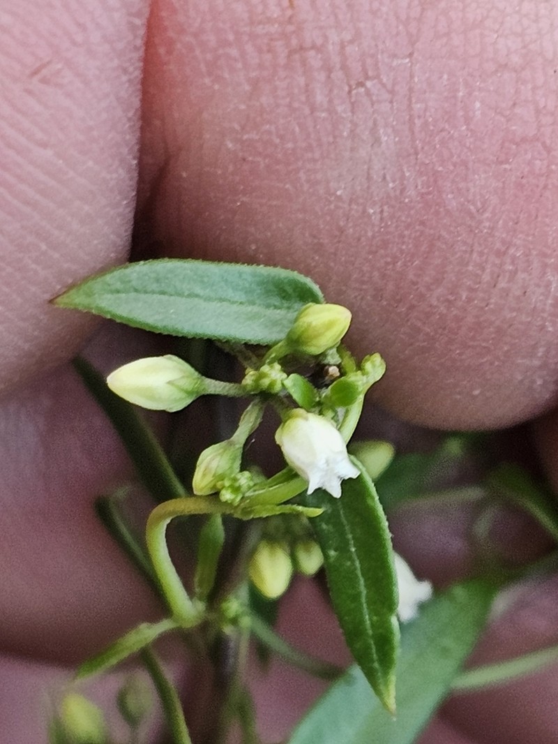 Pringle's Swallow-Wort photo 4
