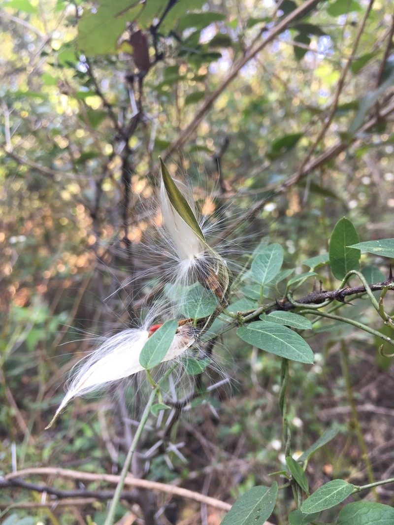 Pringle's Swallow-Wort photo 6