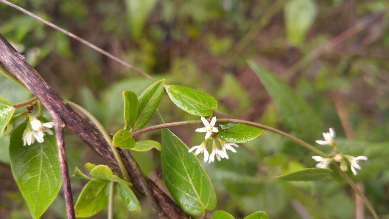 Pringle's Swallow-Wort photo 7