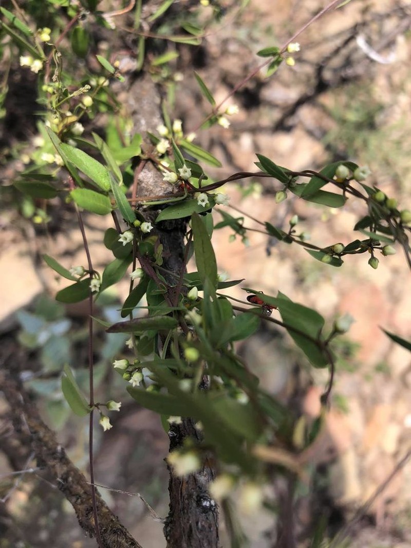 Pringle's Swallow-Wort photo 8