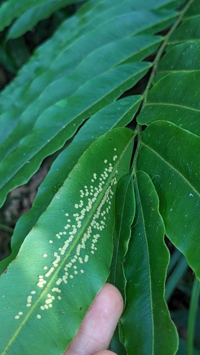 Metaxya contamanensis