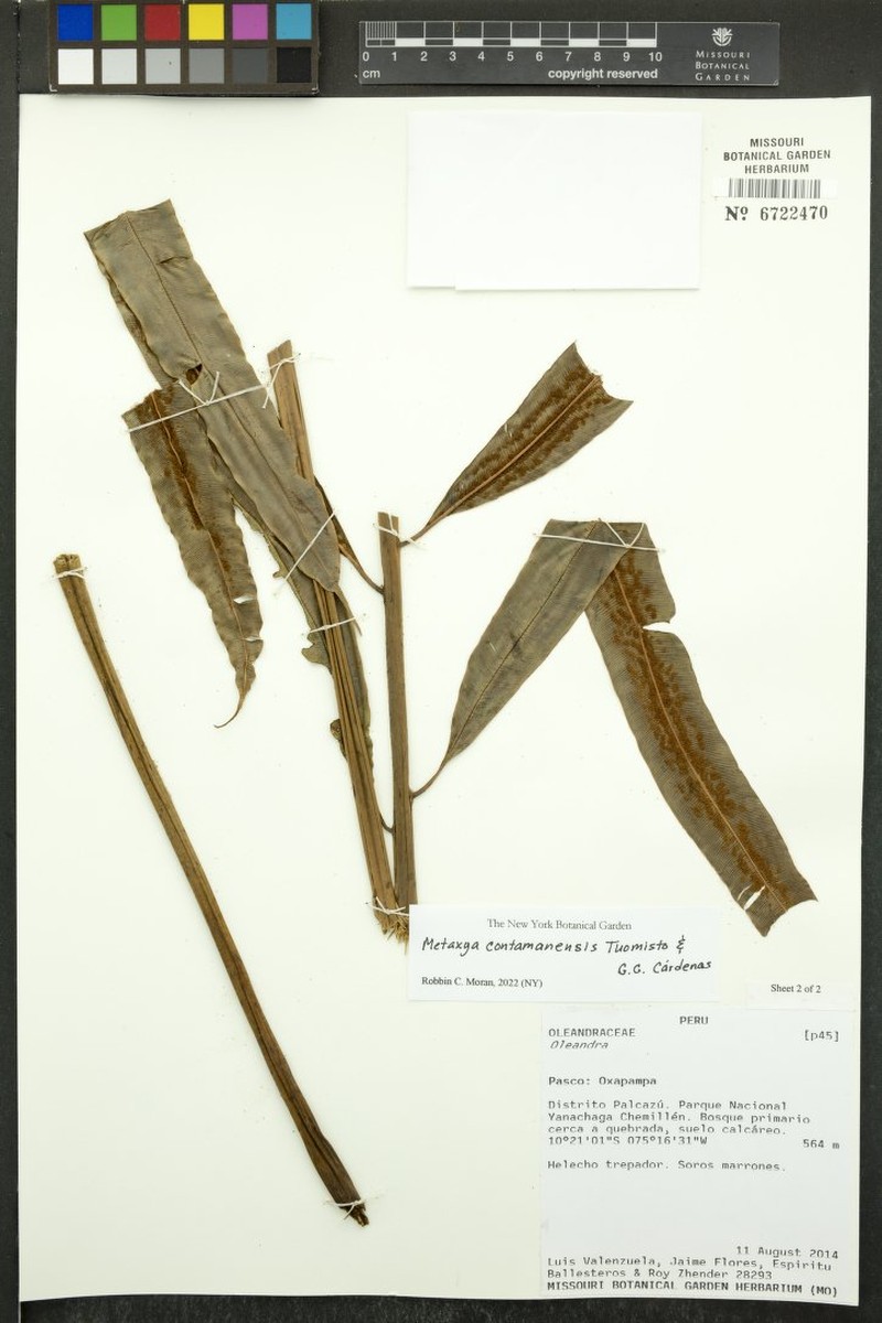 Metaxya contamanensis photo 2