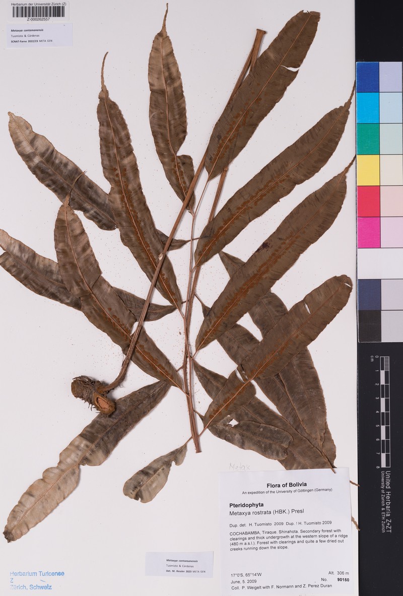 Metaxya contamanensis photo 3