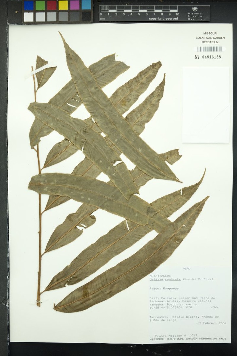 Metaxya contamanensis photo 4