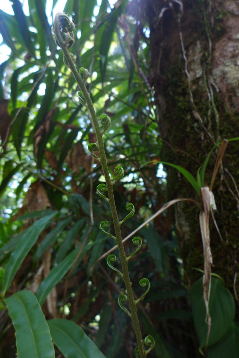 Metaxya elongata