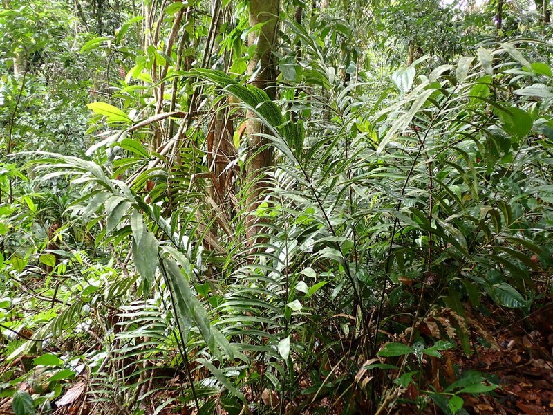 Metaxya elongata photo 2