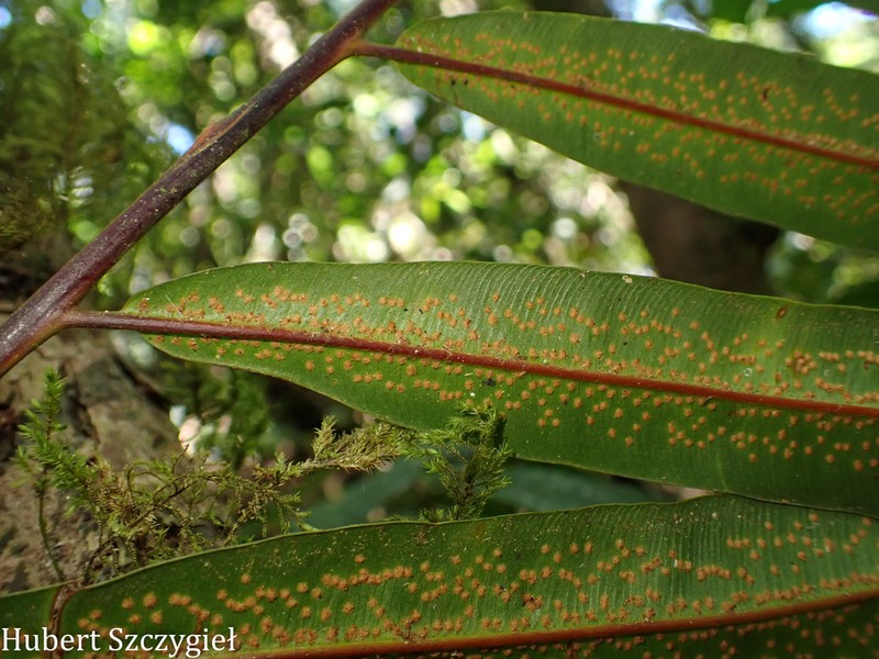 Metaxya elongata photo 3