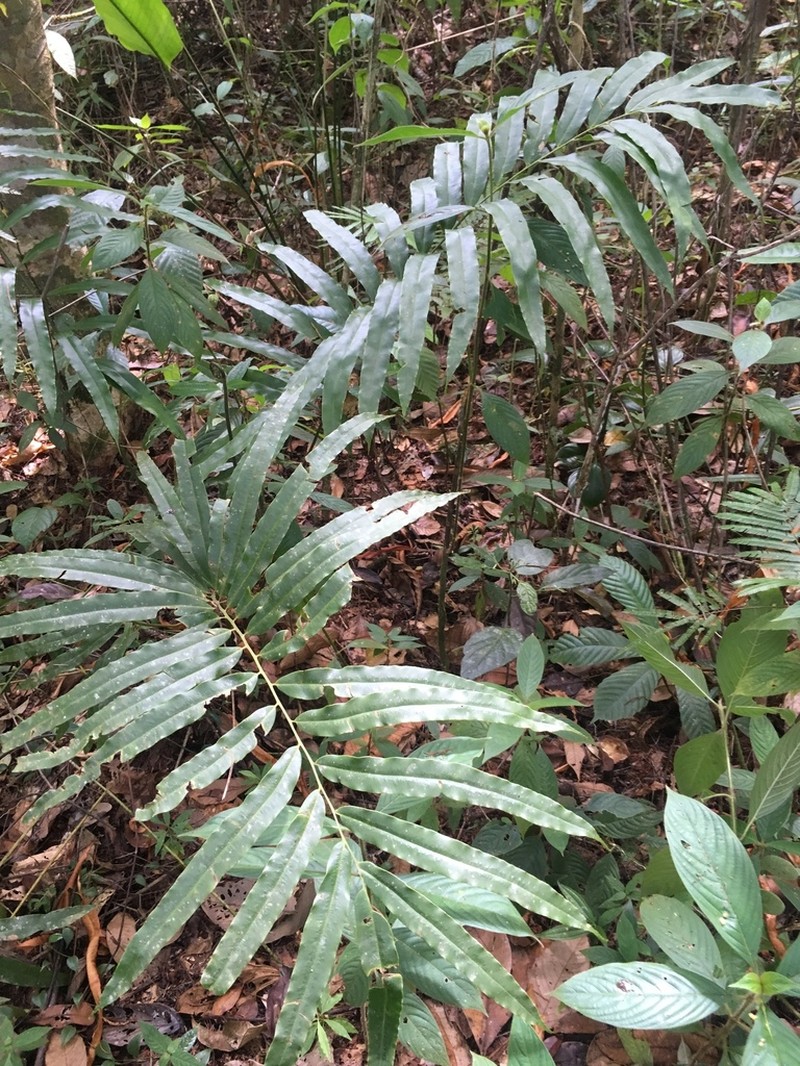 Metaxya elongata photo 4