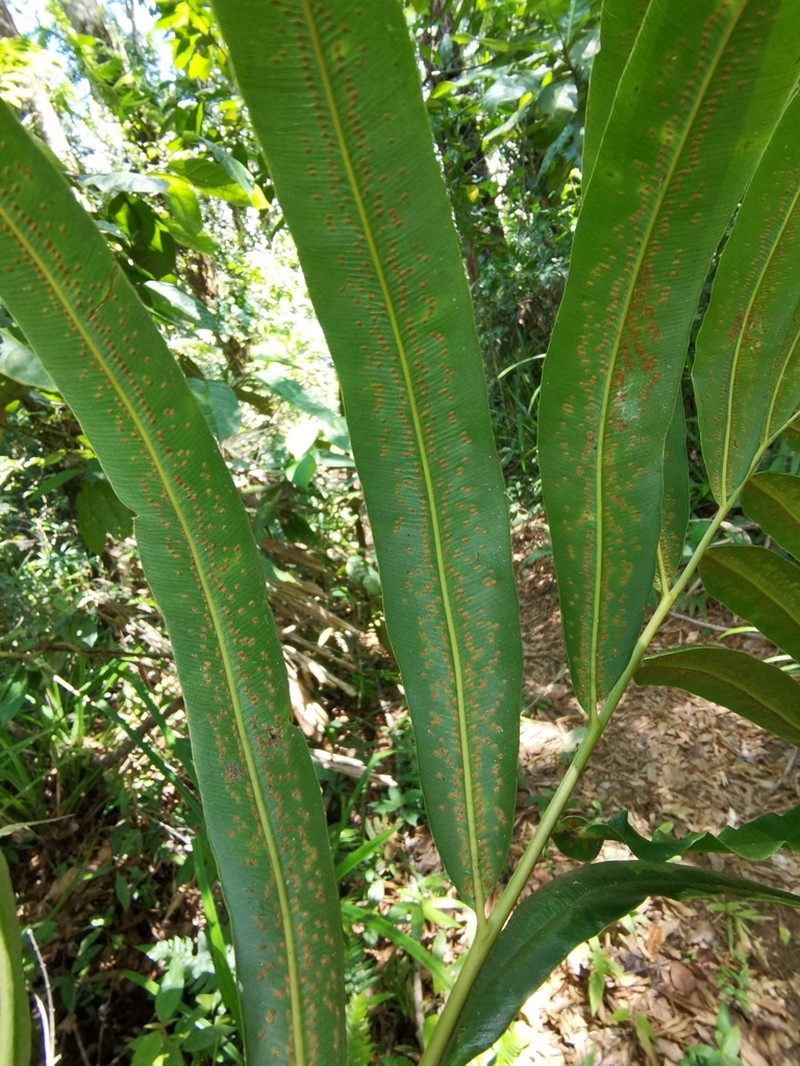Metaxya elongata photo 5