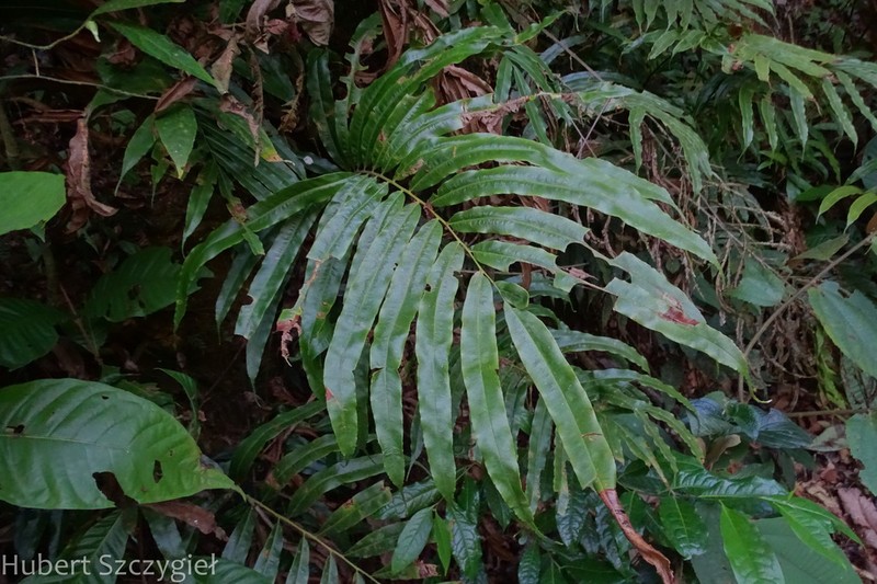 Metaxya elongata photo 6