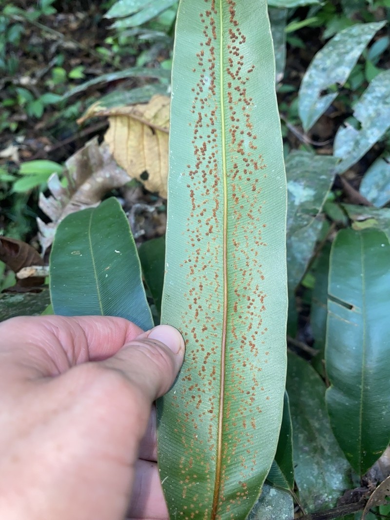 Metaxya lanosa photo 2