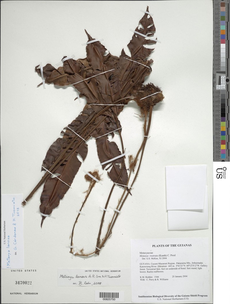 Metaxya lanosa photo 3