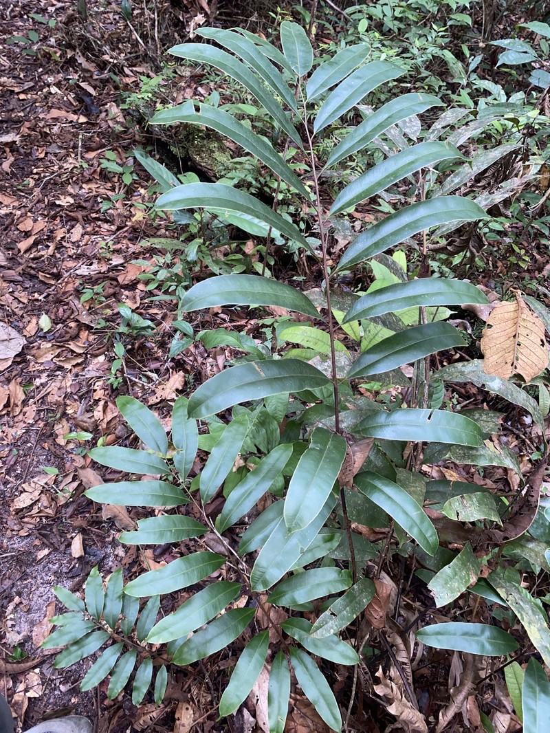 Metaxya lanosa