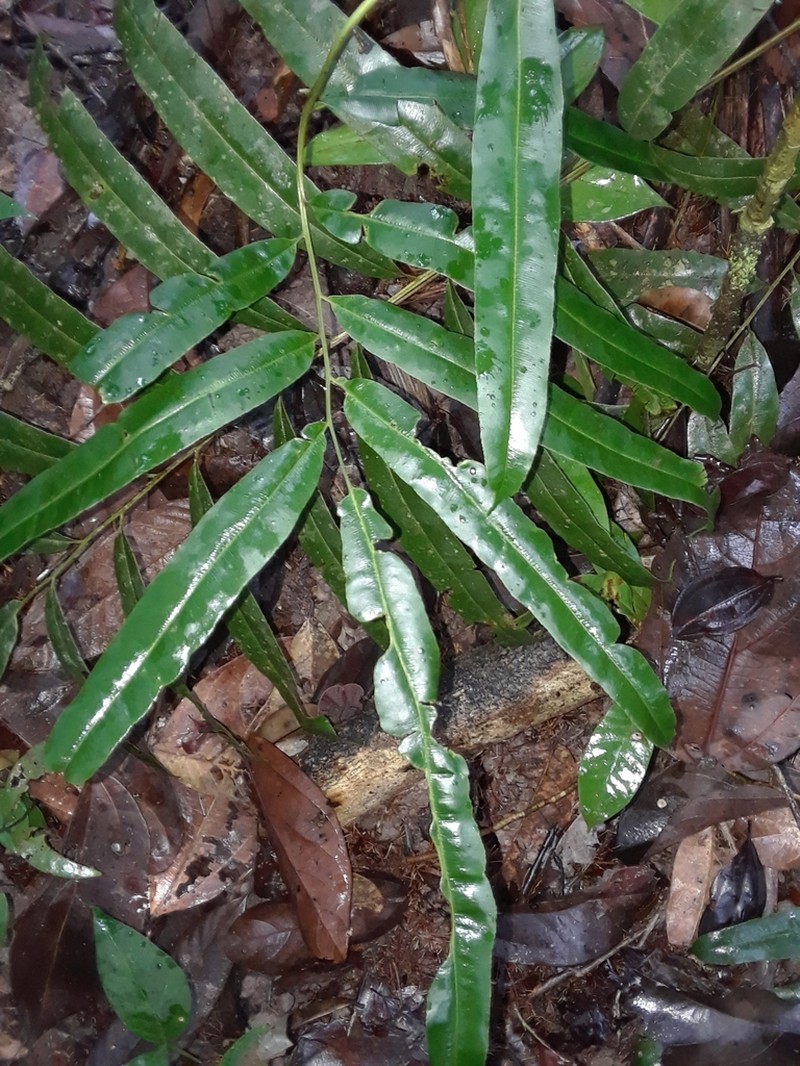 Metaxya parkeri