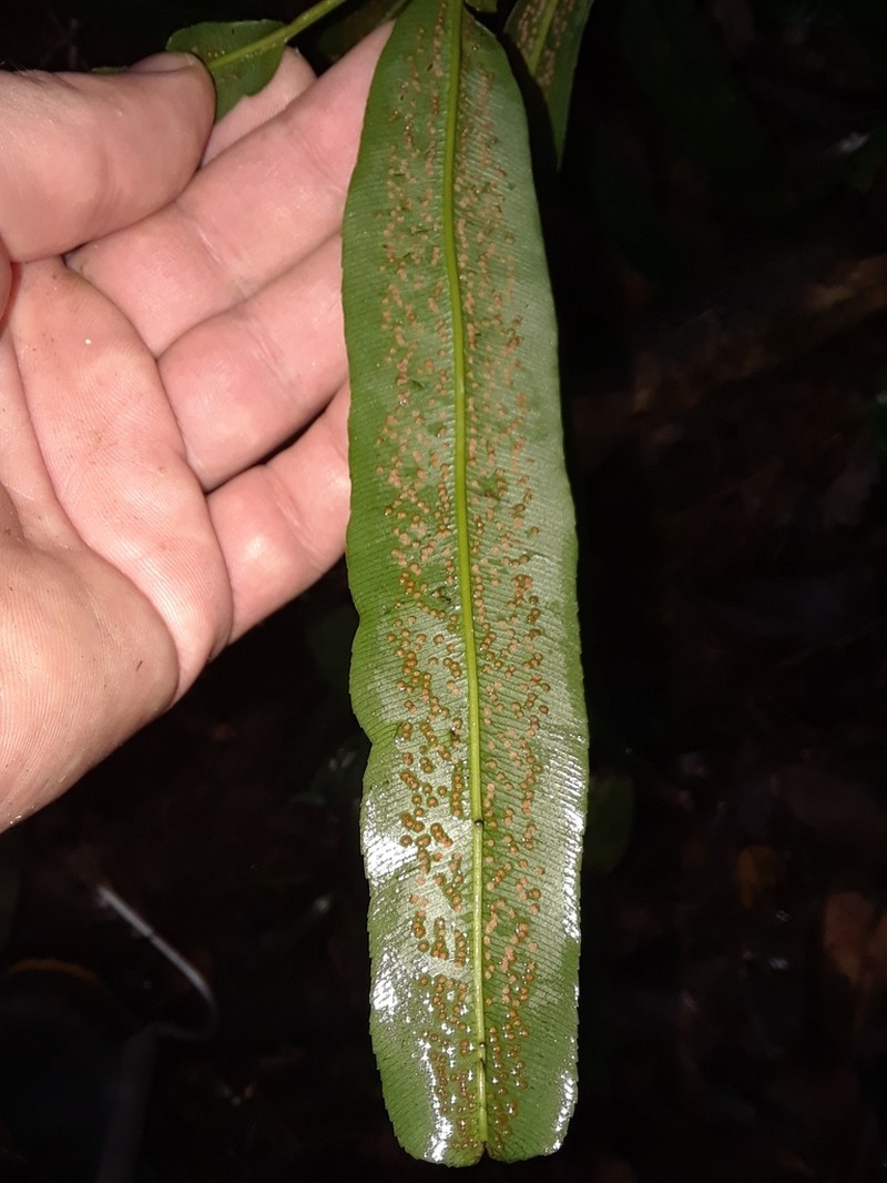 Metaxya parkeri photo 2