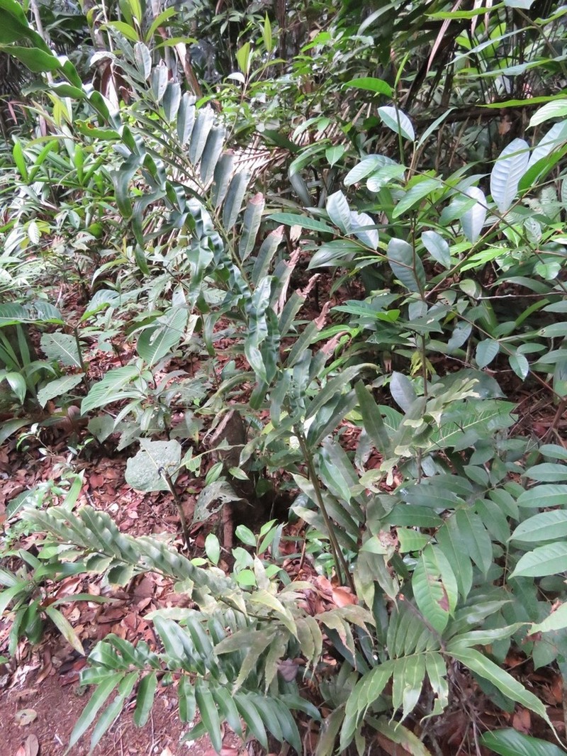 Metaxya parkeri photo 3