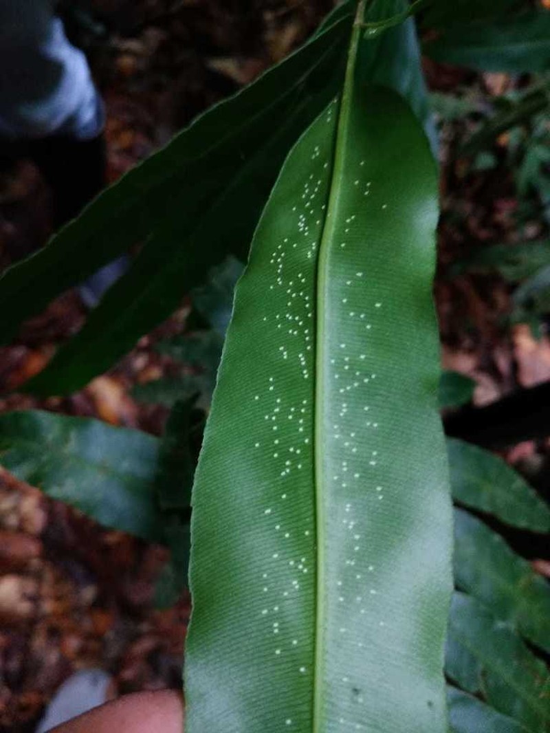 Metaxya parkeri photo 6