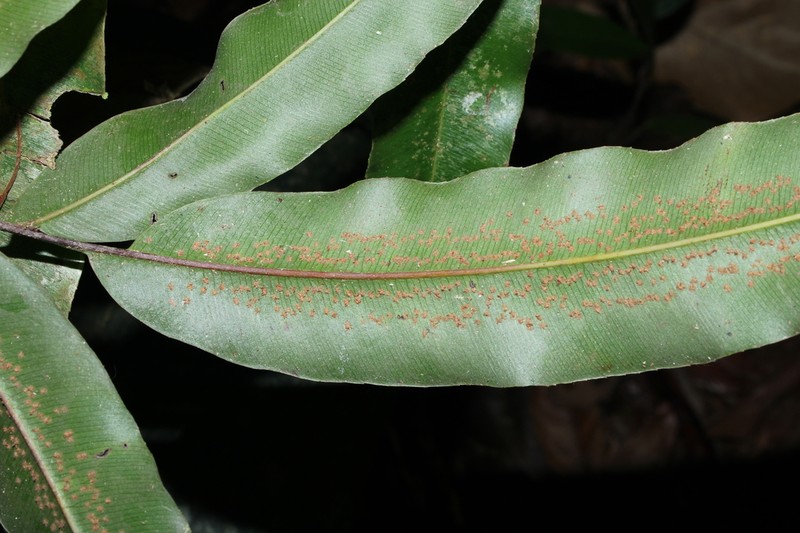 Metaxya parkeri photo 7