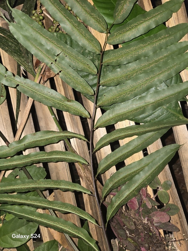 Metaxya parkeri photo 8
