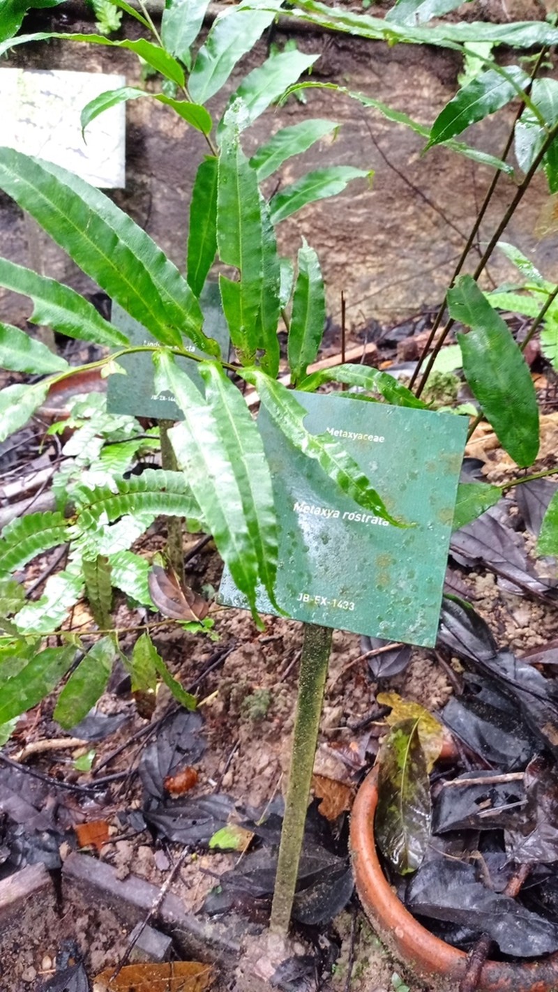 Metaxya rostrata photo 2