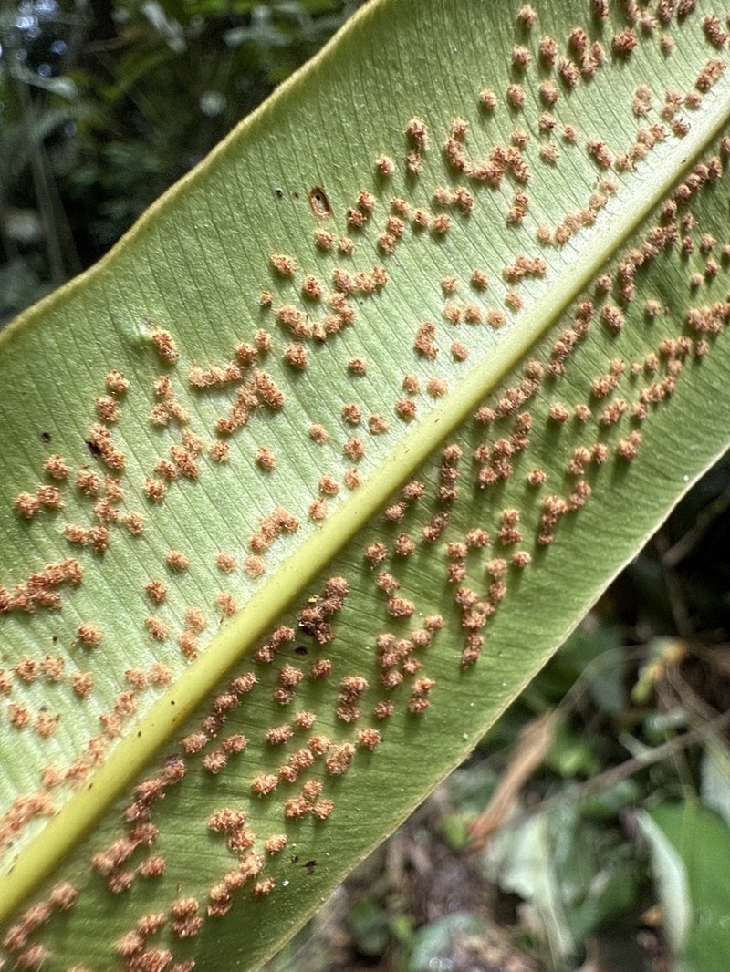 Metaxya rostrata photo 3