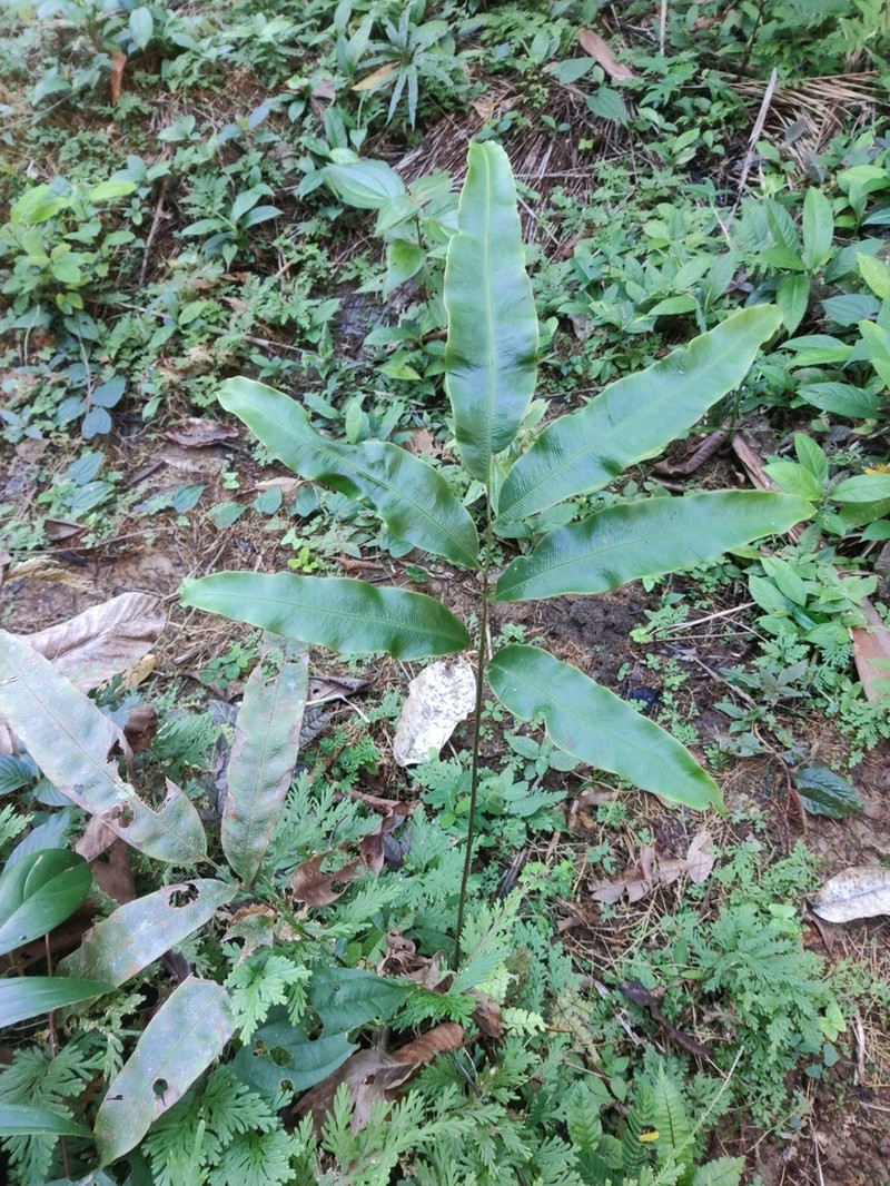 Metaxya rostrata photo 4