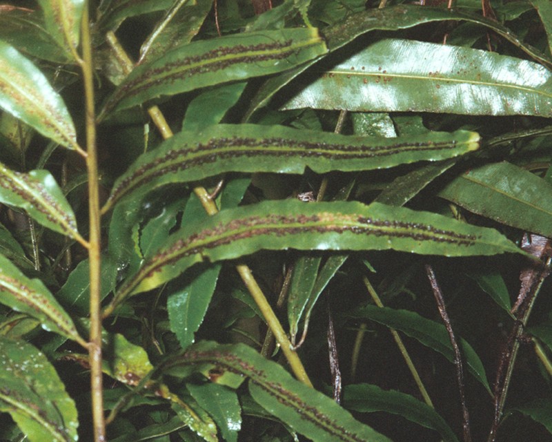Metaxya rostrata photo 5