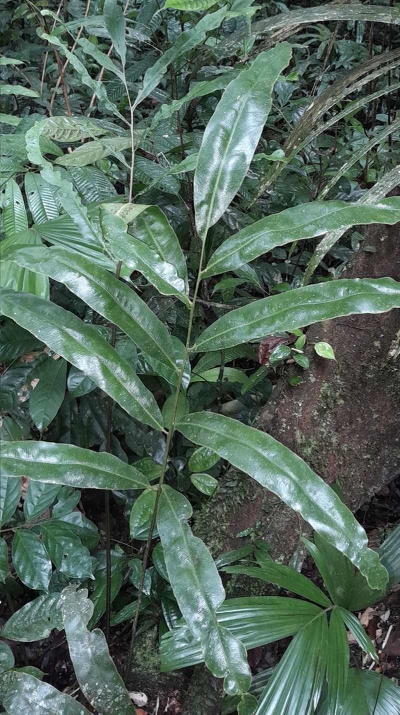 Metaxya rostrata photo 6