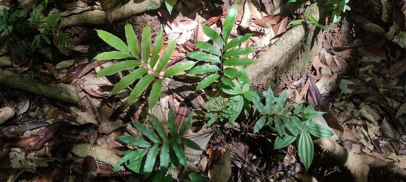Metaxya scalaris