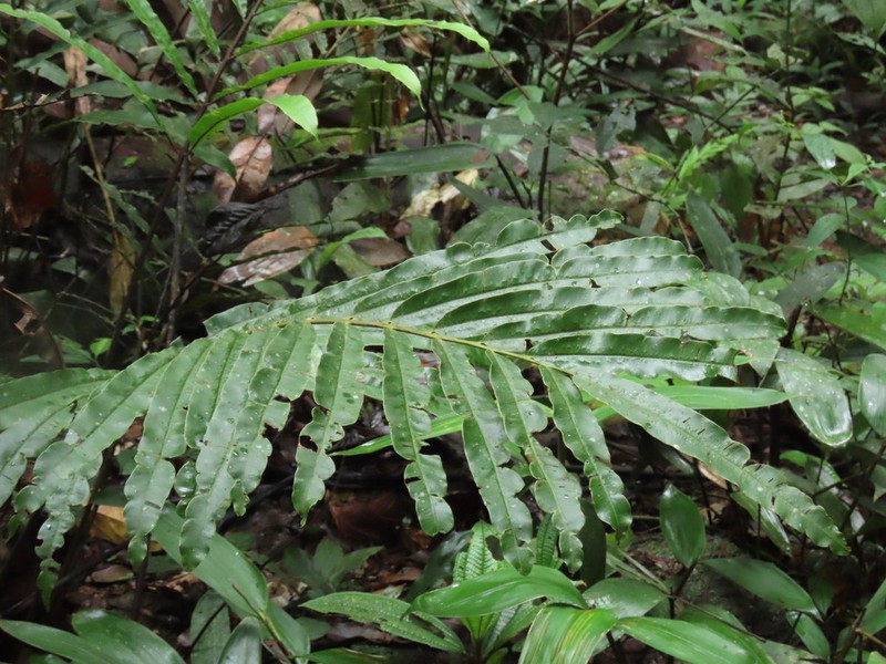 Metaxya scalaris photo 2