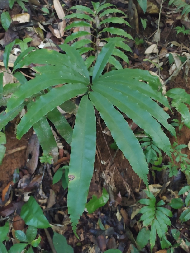 Metaxya scalaris photo 3