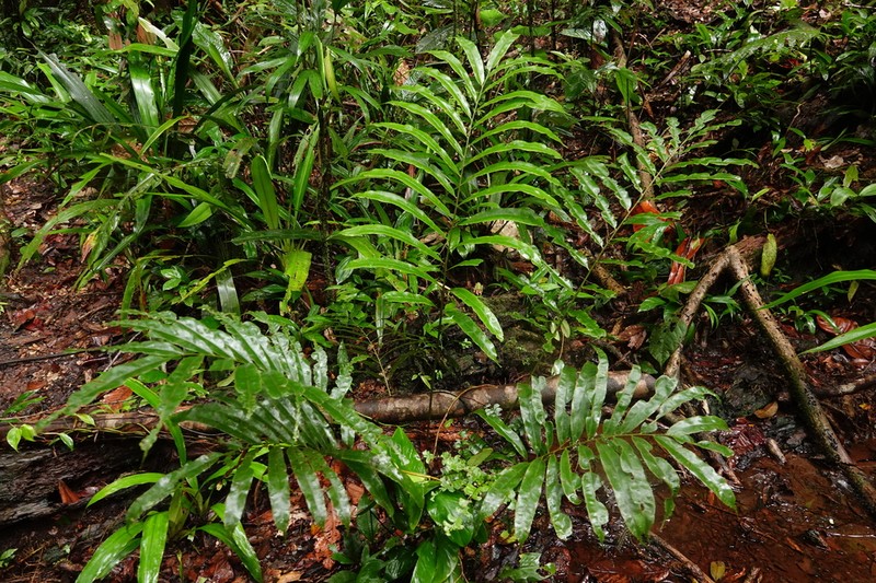 Metaxya scalaris photo 4